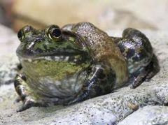 Bull Frog