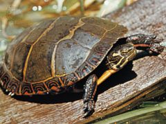 Painted Turtle